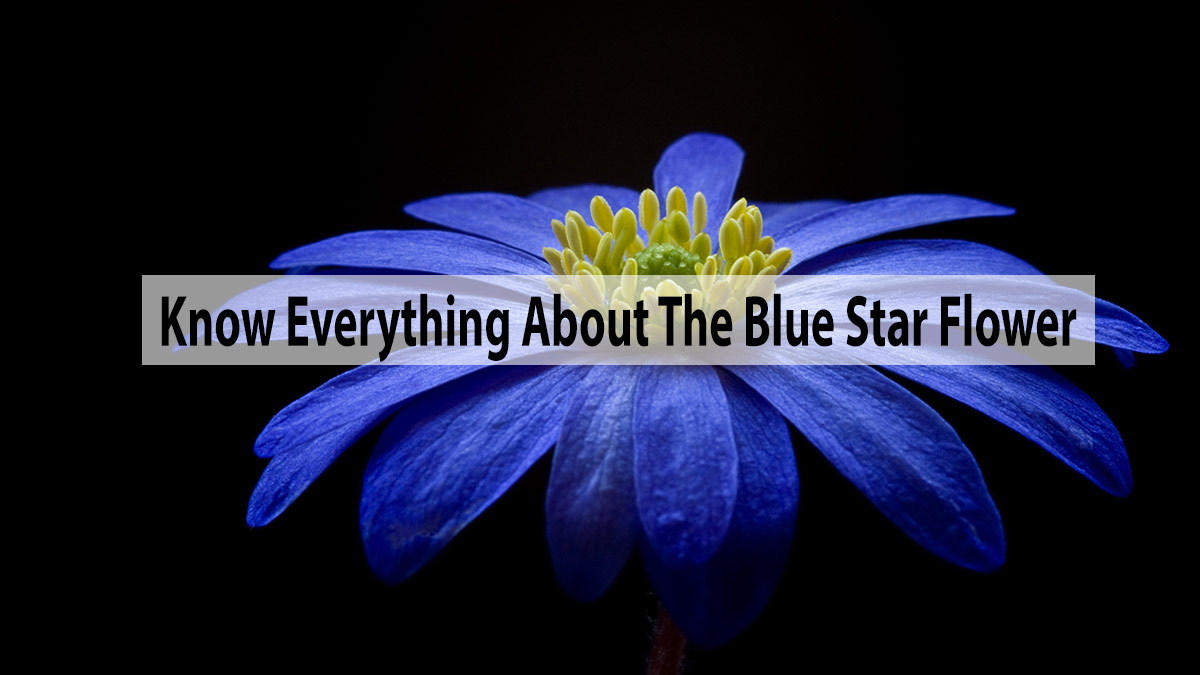Know Everything About The Blue Star Flower