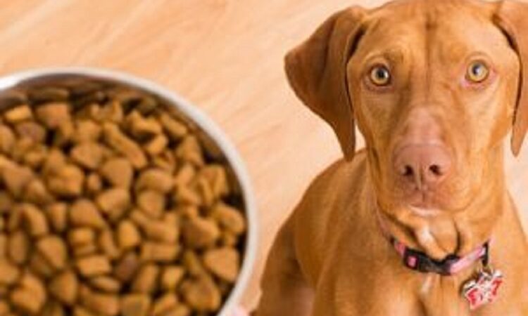 What to Look for When Choosing Dog Food in Perth