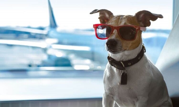 Safe and Sound: How Pet Transport Services Ensure Your Pet’s Well-being During Travel