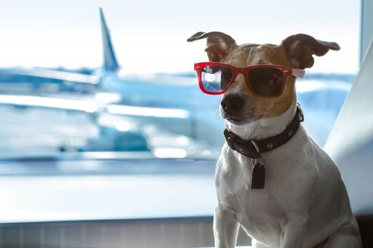 Safe and Sound: How Pet Transport Services Ensure Your Pet’s Well-being During Travel