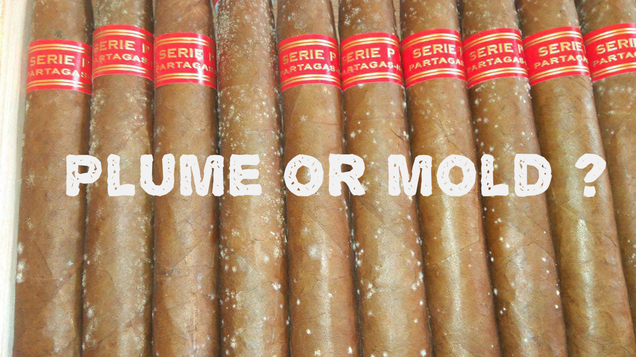 Can Cigars Get Moldy