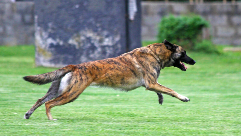 Best Police Tracking Dogs: Unleashing the Power of Canine Heroes