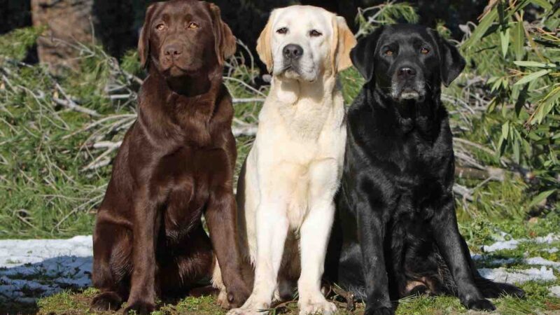 Labrador Retriever Police Dog Breeds: A Versatile and Reliable Choice