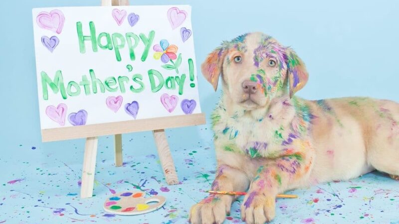 Mother’s Day Gifts From Dogs