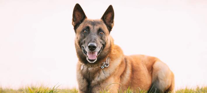 The Belgian Malinois: A Top Choice for Police Dog Breeds