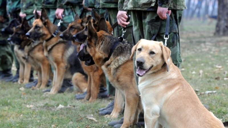 Police Dog Breeds Ranking: A Comprehensive Analysis