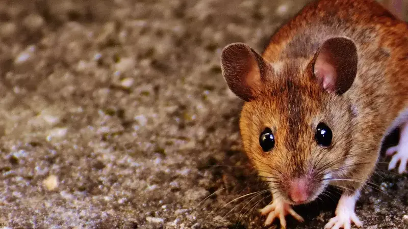 Where Do Deer Mice Live: Understanding the Habitat of Peromyscus maniculatus