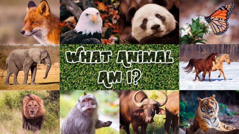 What Animal Are You Most Like Test: Discovering Your Inner Nature