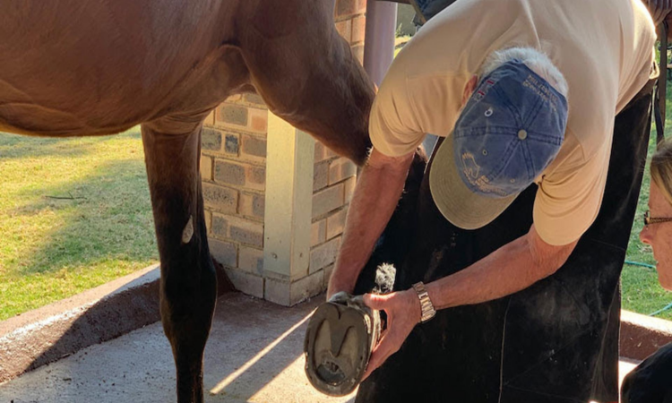 What to Feed a Laminitic Horse