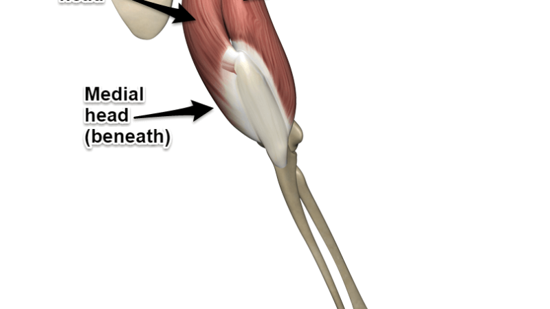 Muscles in Triceps